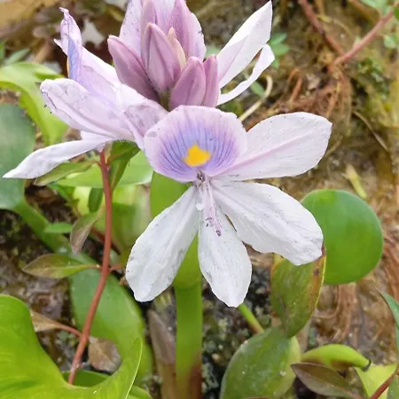 Vossignuria 3* 라구사